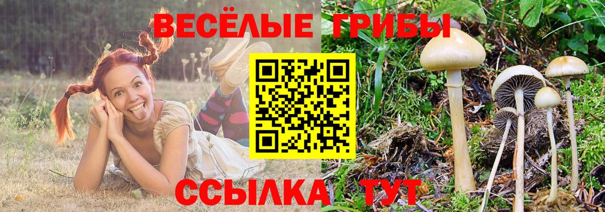 Новошахтинск  Галлюциногенные грибы Psilocybe  Вход с VPN  Галлюциногенные грибы прущие грибы 